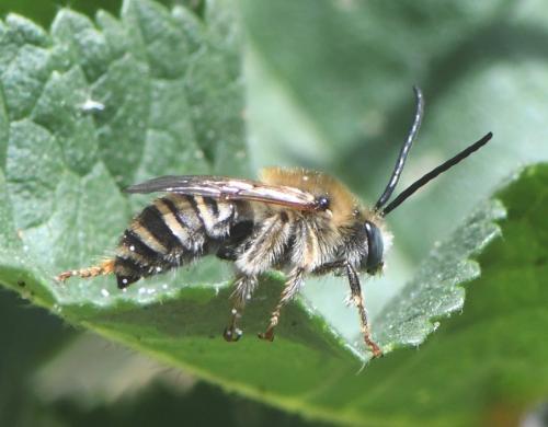 Réf. 259 847 : Tetralonia malvae
